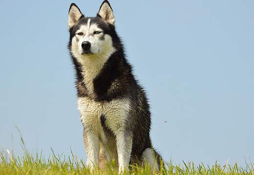Chien allergique : comment prot�ger son pelage ?